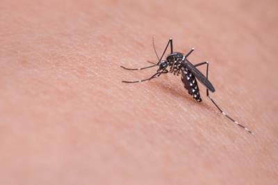 Как избавиться от неприятных ощущений после укуса комара - belnovosti.by