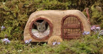 Фотограф построил для мышат фэнтези-деревню в стиле хоббитов - flytothesky.ru - Англия