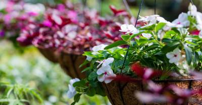 11 лучших ампельных цветов и растений для сада - rus.delfi.lv