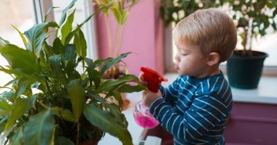 6 комнатных растений, которые безопасно выращивать в доме с детьми и питомцами - novate.ru