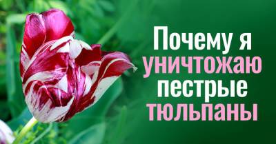 Рябые тюльпаны вырываю с луковицами, агитирую соседку вырвать свои тоже - takprosto.cc