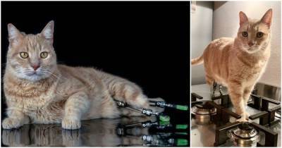Потеряв обе лапы, храбрый кот стал «суперзвездой» в протезах - cpykami.ru