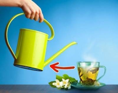 ​Зеленый чай для растений - polsov.com