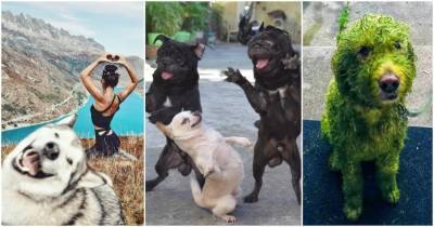 15 забавных фотографий собак, которые заставят вас громко смеяться - cpykami.ru