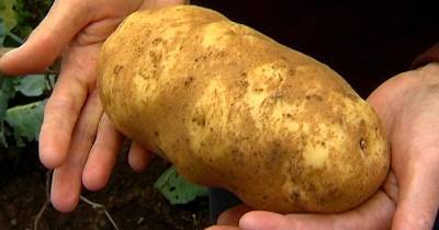 Чем подкормить картофель, чтобы клубни выросли «с кулак» - novate.ru