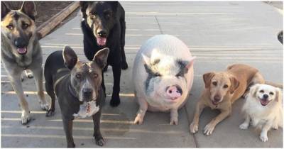 Забавная свинка, выросшая с пятью собаками, думает, что она такая же, как и вся собачья команда - cpykami.ru - штат Калифорния