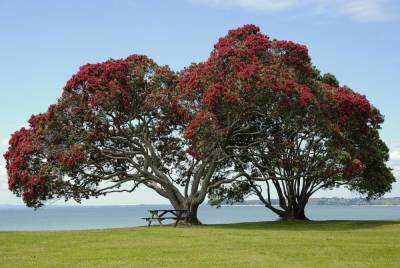 Похутукава — легендарное дерево маори. Как вырастить его в квартире? - shkolazhizni.ru - Новая Зеландия