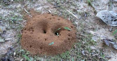 Как вывести муравьев с участка при помощи гуманных методов - novate.ru