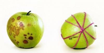 ​Как сохранить надрезанное яблоко - polsov.com