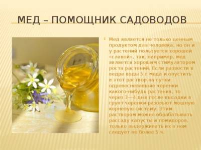 ​Стимулятор роста растений из мёда - polsov.com