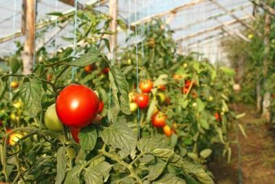 ​Ошибки в выращивании томатов - polsov.com