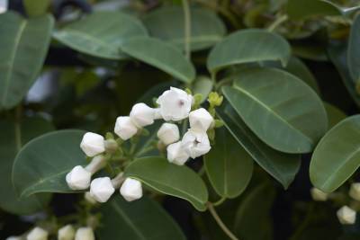 Как выращивать стефанотис — мадагаскарский жасмин? - shkolazhizni.ru - Китай - Япония - Мадагаскар
