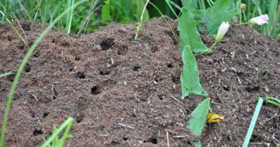 5 народных способов, которые помогут извести муравьев на участке в разгар сезона - novate.ru