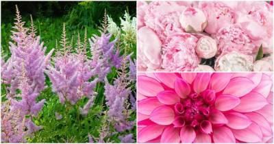 20+ великолепных розовых многолетних цветка, которые будут цвести вечно - cpykami.ru