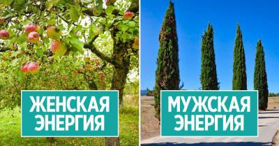 Список женских и мужских деревьев и зачем женщине спать под яблоней - takprosto.cc