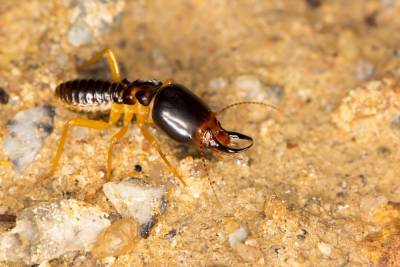 Как живут термиты и чем они отличаются от обычных муравьев? - shkolazhizni.ru