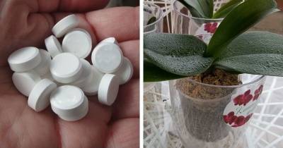 Аптечные копеечные таблетки, которые спасут орхидеи от болезней - cpykami.ru