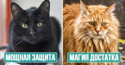 Александр Васильев - Магические возможности кошек по внешнему виду - takprosto.cc