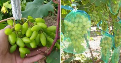 Что сделать с виноградом в июле, чтобы осенью собрать высокий урожай - takprosto.cc