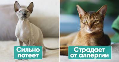 Домашние кошки, которых относят на птичий рынок и продают недовольные хозяева - takprosto.cc