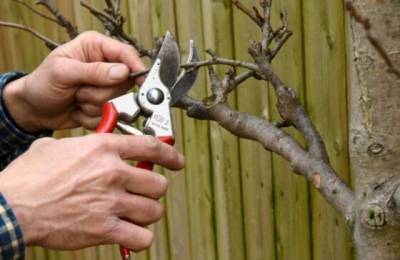 7 техник обрезания веток, чтобы дерево исцелялось без проблем - novate.ru