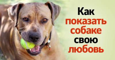 Собачник рассказывает, как показать свою любовь и преданность собаке - takprosto.cc