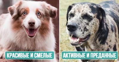 Подборка лучших сторожевых собак для охраны дома - takprosto.cc