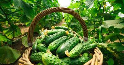 Чем можно хорошенько подкормить огурцы в середине лета для повышения урожайности - novate.ru