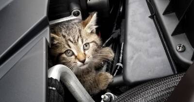 Что делать, если кот беспрерывно мяукает в машине, и почему так происходит - novate.ru
