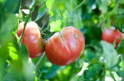 Почему во время созревания трескаются помидоры, и как исправить ситуацию - novate.ru