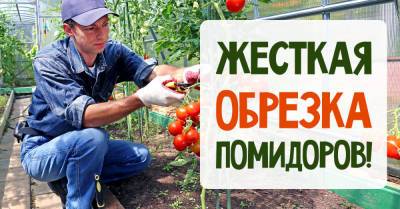 Как провести жесткую обрезку помидоров в августе, чтобы не потерять урожай - takprosto.cc