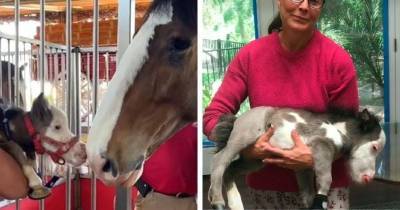 Познакомьтесь с Пибоди — самой маленькой(и самой очаровательной) лошадкой в мире - cpykami.ru - штат Калифорния