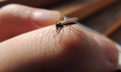 Почему чешется комариный укус? - shkolazhizni.ru
