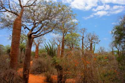Как вырастить колючий мадагаскарский лес на подоконнике? - shkolazhizni.ru - Мадагаскар