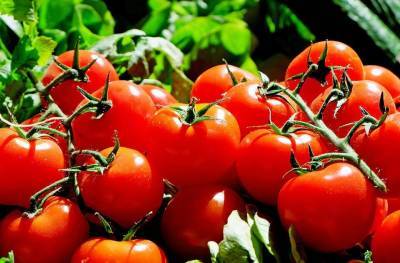 Как правильно выбирать красные помидоры? - shkolazhizni.ru