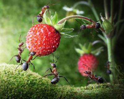 Как бороться с муравьями в саду и огороде? - shkolazhizni.ru