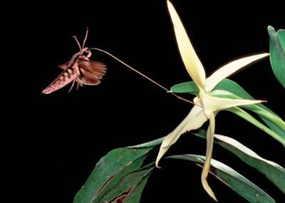 Как бабочка спасла орхидею? - shkolazhizni.ru - Мадагаскар