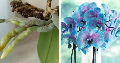 Простые 4 кислоты вернут орхидеям жизнь. Растение наращивает корни и цветёт как раньше - cpykami.ru