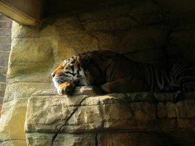 Вот почему тигры – прирожденные убийцы из мира животных - flytothesky.ru