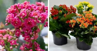 Даже каланхоэ зацветёт: несложные правила, которые обеспечат обильное цветение - cpykami.ru