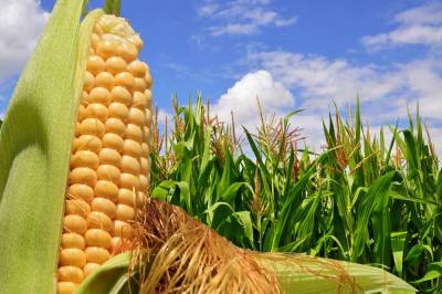Как варить кукурузу, чтобы она получалась нежной, сочной и вкусной? - shkolazhizni.ru