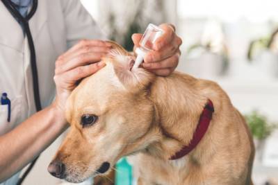 6 симптомов того, что у собаки болят уши - polsov.com
