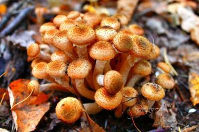 Как не ошибиться в грибах: съедобные виды опят - polsov.com