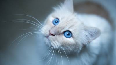 Приводит ли кормление кошки только сухим кормом к мочекаменной болезни - polsov.com