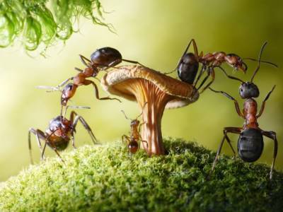 Манная крупа — простое и эффективное средство в борьбе с муравьями - polsov.com