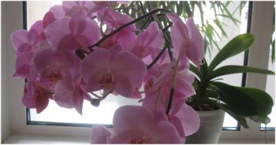 Копеечное аптечное средство вернёт Орхидее здоровье, рост и цветение - cpykami.ru