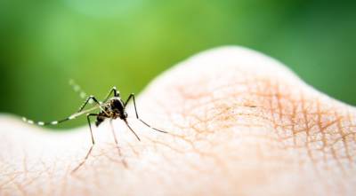 ​Как спасаться от назойливых комаров, которые портят загородный отдых - polsov.com