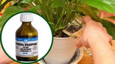 Недорогое аптечное средство с полезными свойствами для домашних растений - liveinternet.ru