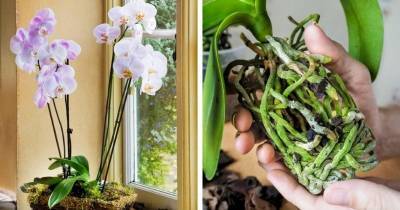 Три копеечных препарата, которые спасут орхидею и помогут ей нарастить корни - cpykami.ru