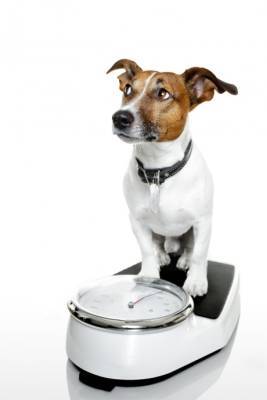 Как, для чего и каких случаях надо похудеть собаке - polsov.com